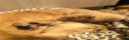 Chihuahua dogs for sale: Gorgeous tiny girl Chihuahua - Advert 5