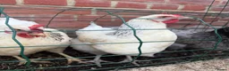 Mixed Breed poultry for sale: Laying hens mix breed  in Bicester - Advert 4