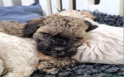 Maltipoo dogs for sale: Rare F2 Toy Maltipoos, DNA Clear + Basic Training - Image 12