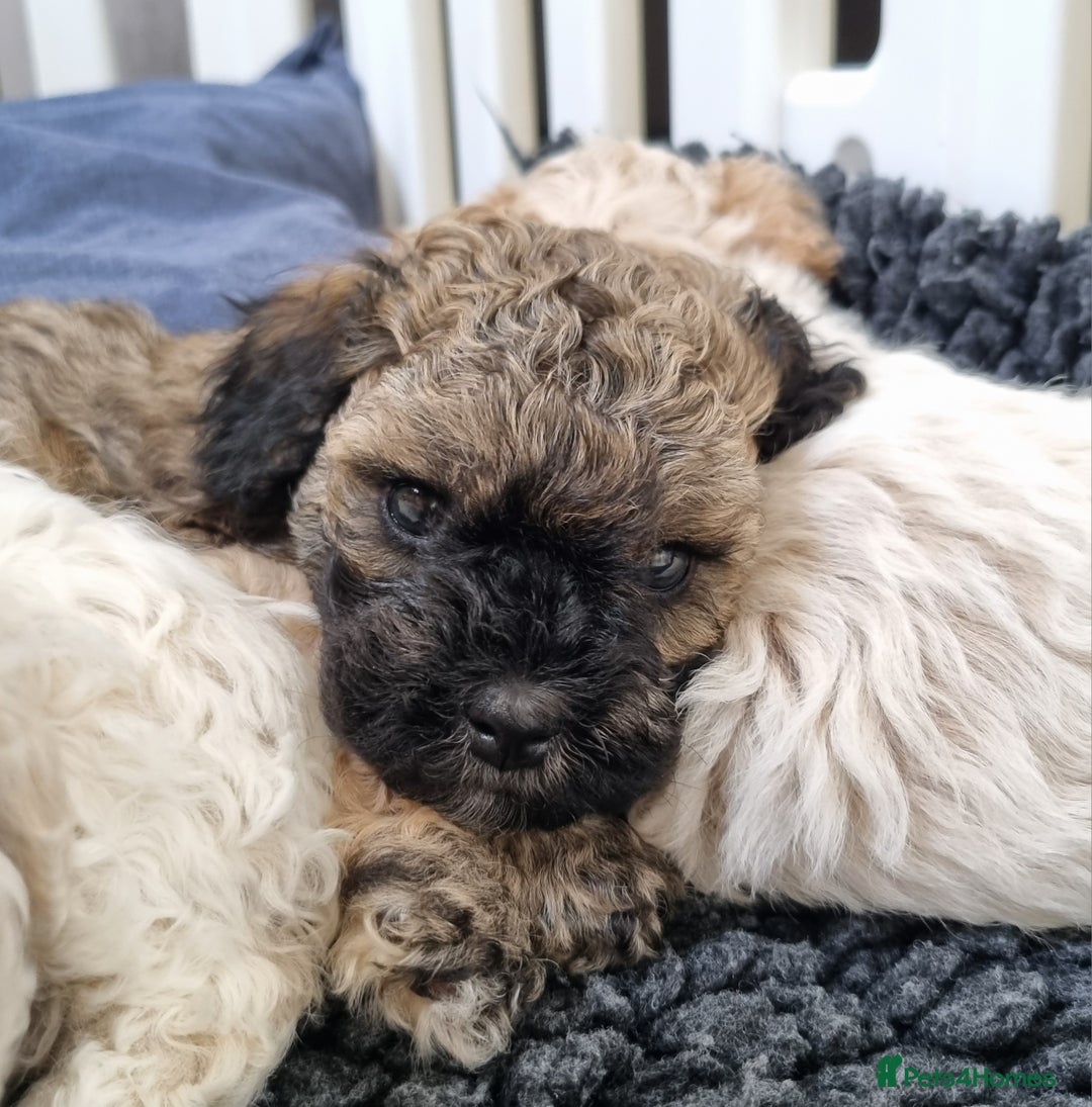 Maltipoo dogs for sale: Rare F2 Toy Maltipoos, DNA Clear + Basic Training - Image 12