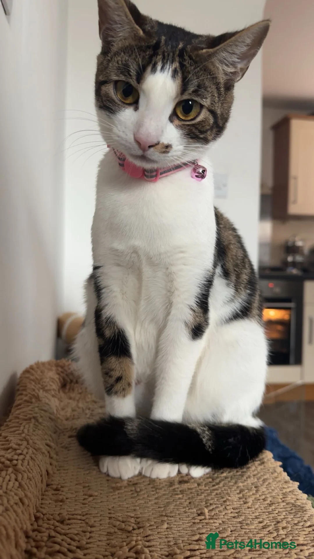 Bengal cats for sale: Bengal x ragdoll kittens  in Highbridge - Advert 1