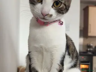 Bengal cats Bengal x ragdoll kittens - Advert 3