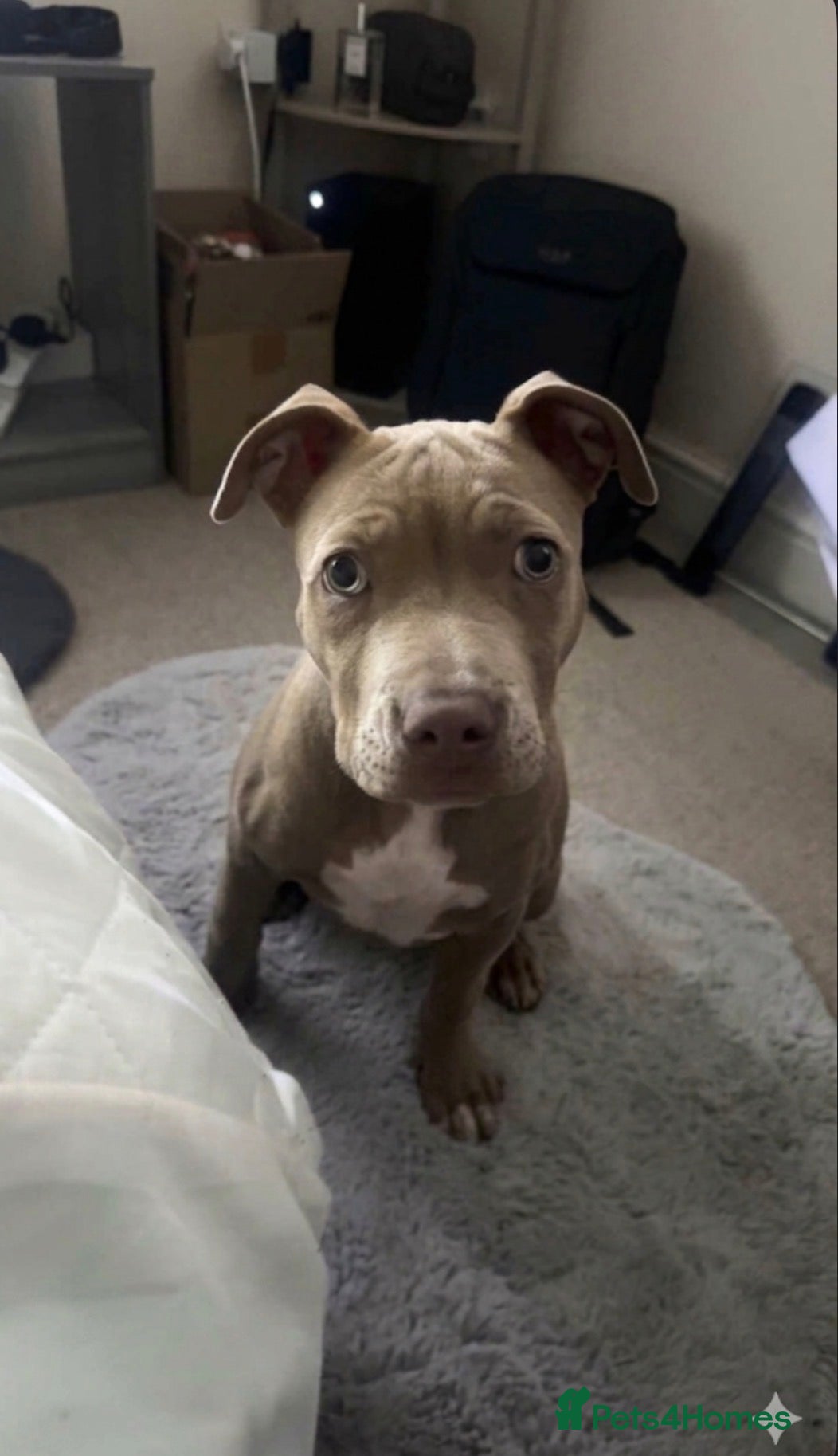 Staffordshire Bull Terrier dogs Stunning female staffy puppy for sale  - Advert 4