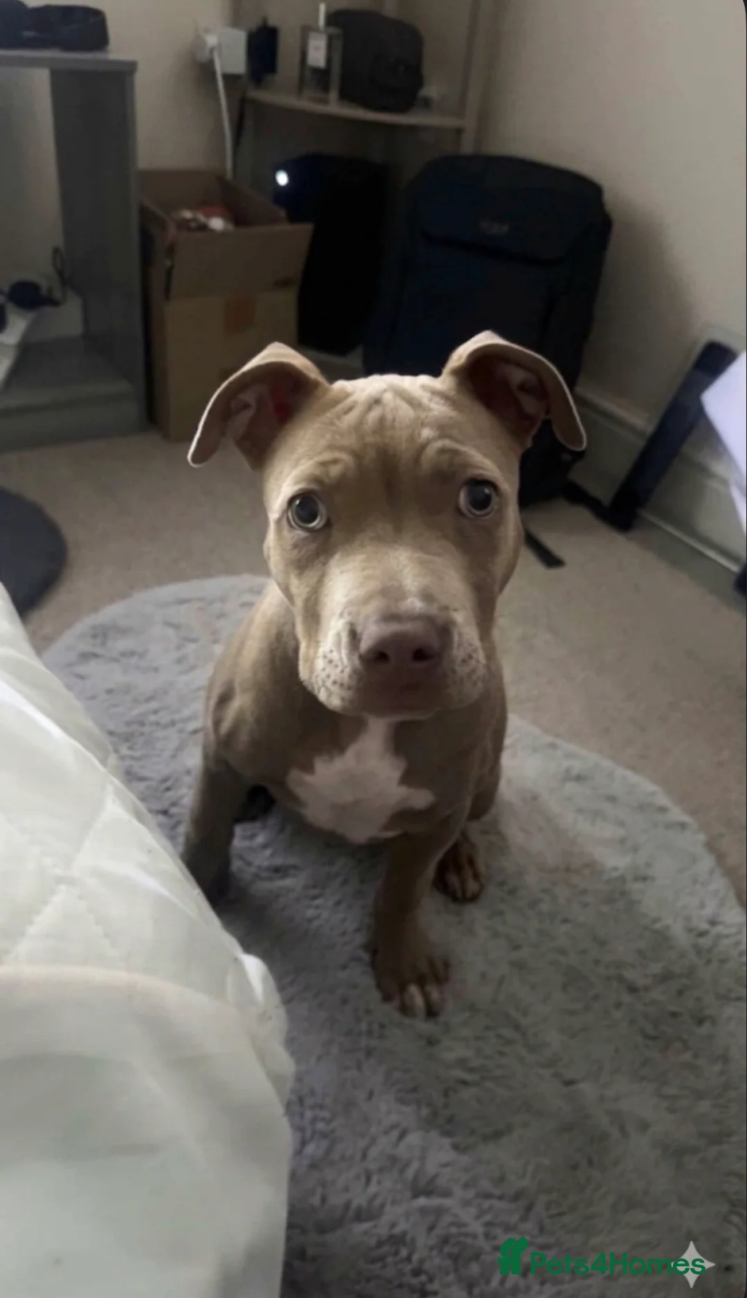 Staffordshire Bull Terrier dogs for sale: Stunning female staffy puppy for sale  in Folkestone - Advert 1