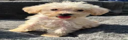 Cockapoo dogs for sale: F1B cockapoo puppies  in Atherstone - Advert 7