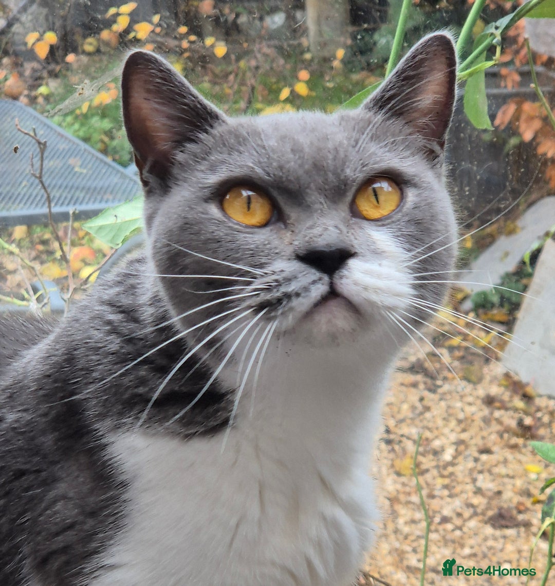 British Shorthair cats for sale: Stunning and super cuddly Pedigree BSH GCCF reg - Advert 1