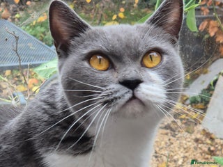 British Shorthair cats Stunning and super cuddly Pedigree BSH GCCF reg - Advert 1