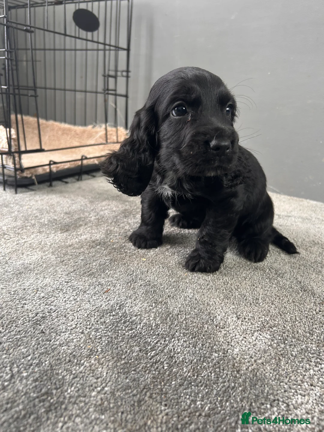 Cocker Spaniel dogs for sale: Cocker spaniel puppies  in Manchester - Advert 18