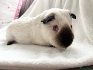 Guinea Pig rodents Dougie! - Advert 2