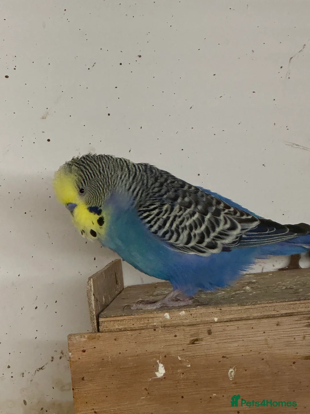 Budgerigars birds for sale: Rainbow male budgies  - Advert 6