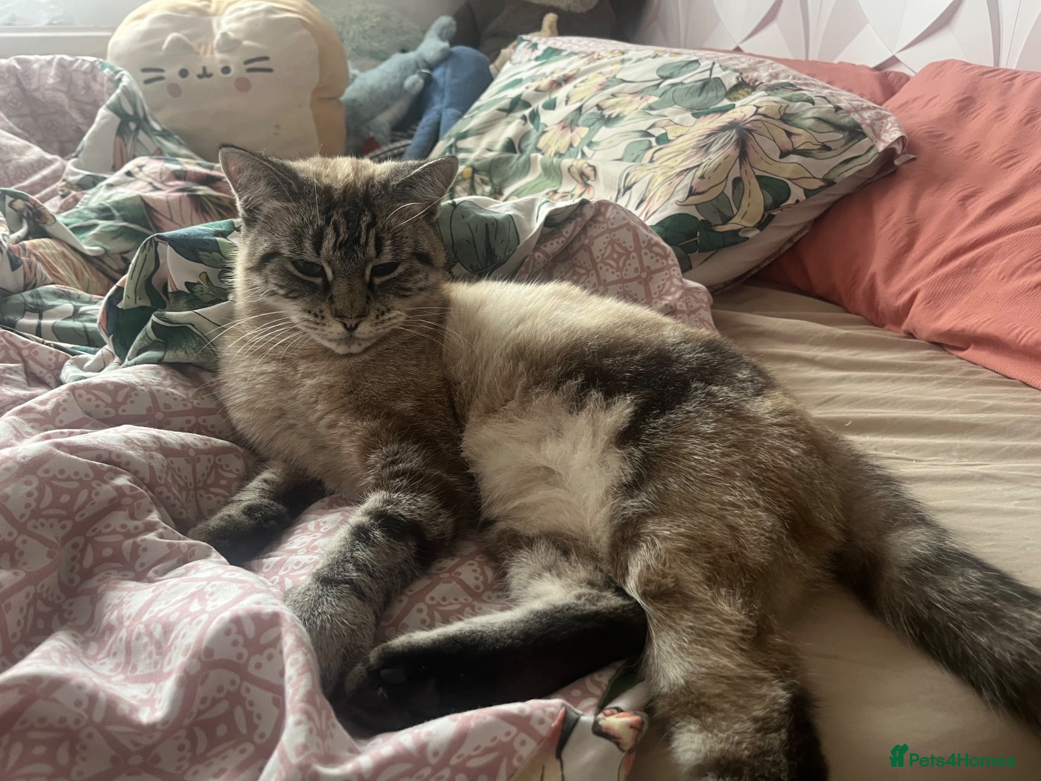 Mixed Breed cats male tabby cat - Advert 1