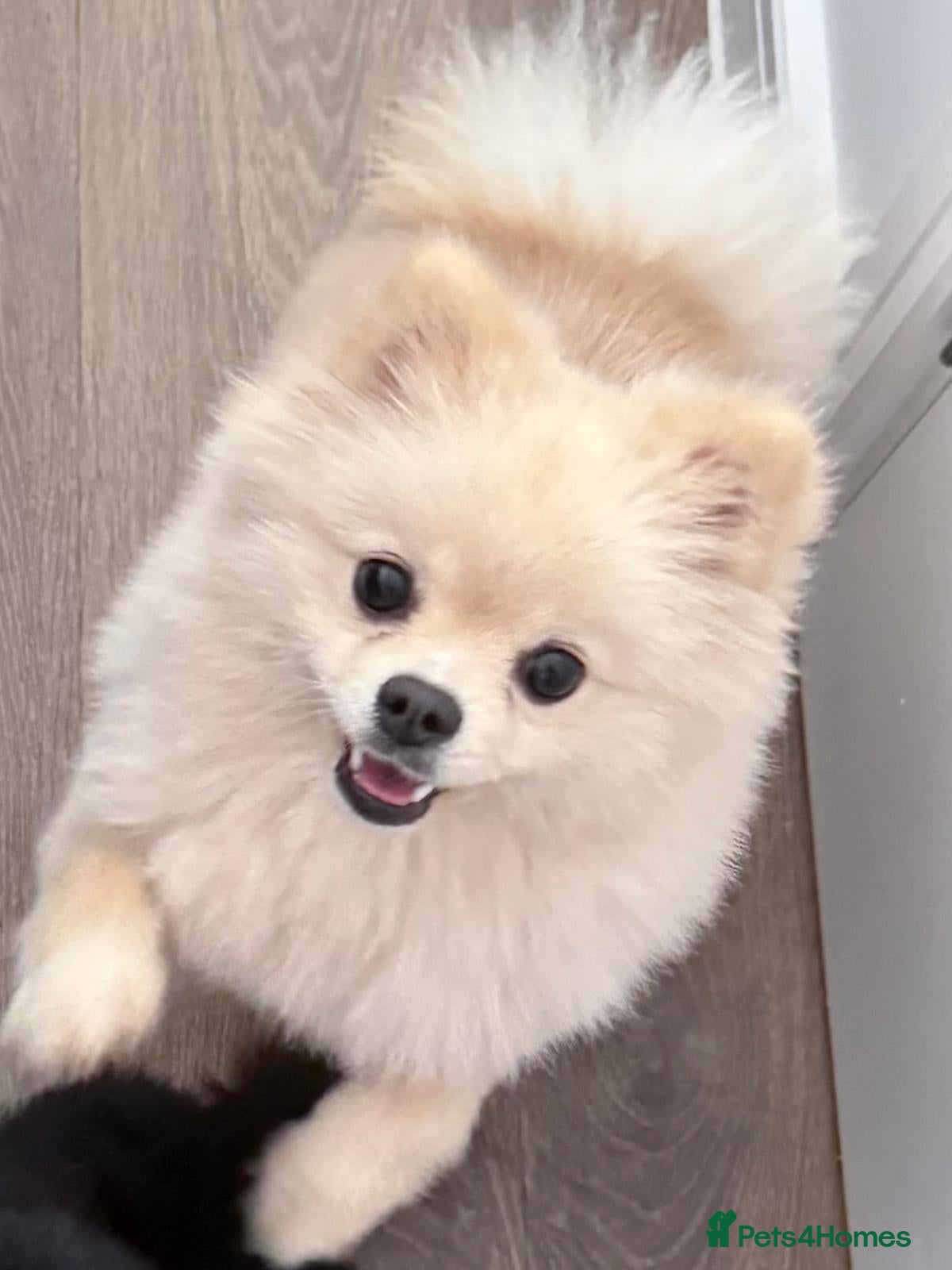 Pomeranian dogs Beautiful White Pomeranian  - Advert 1