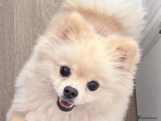 Pomeranian dogs Beautiful White Pomeranian - Advert 17