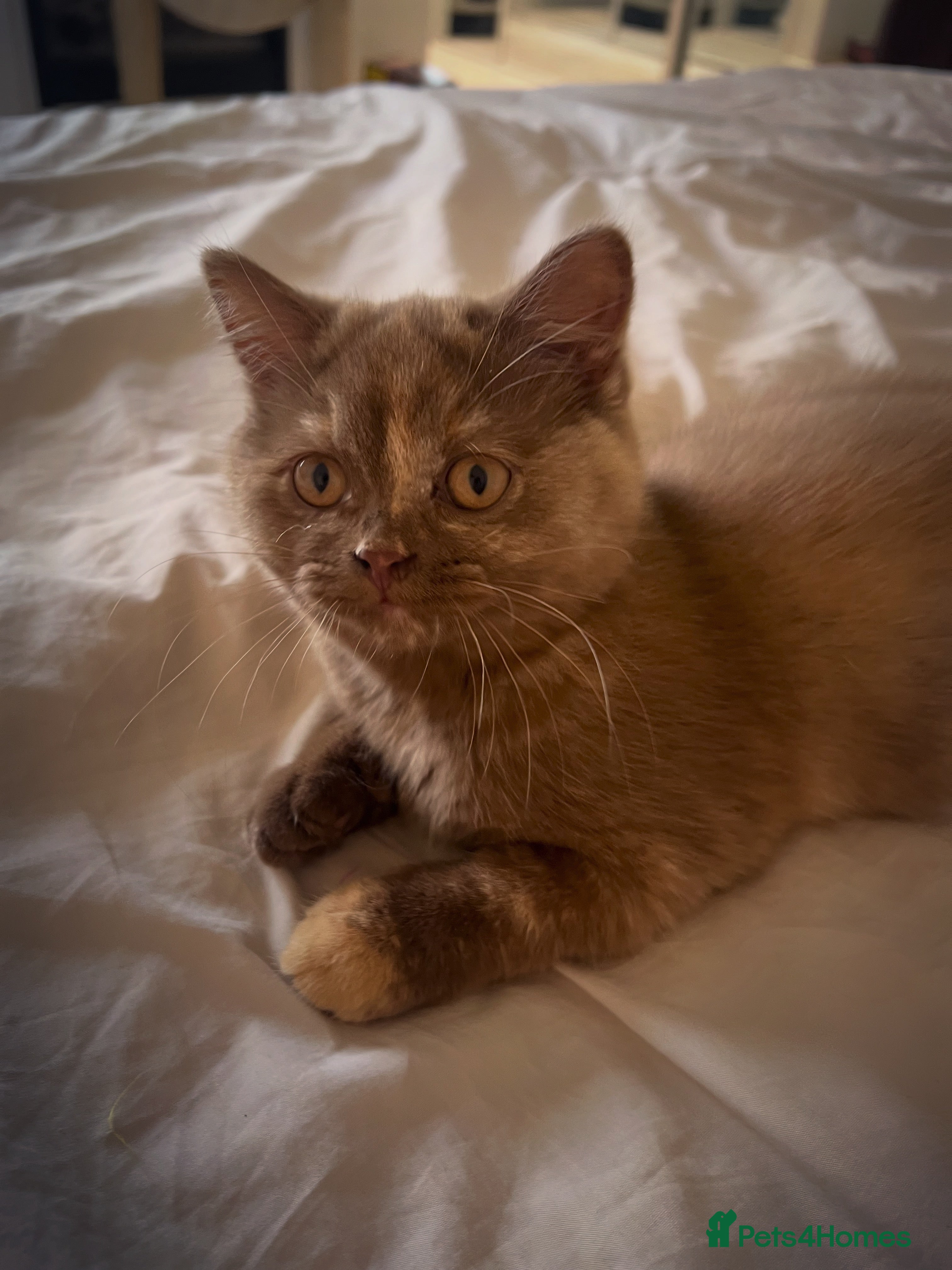 British Shorthair cats Cinnamon tortie British long hair female - Advert 6