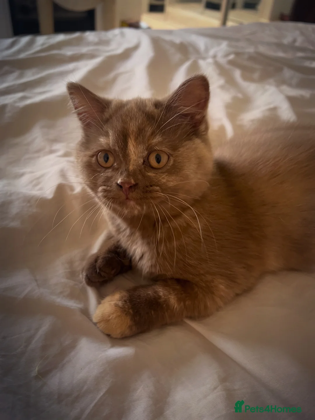 British Shorthair cats for sale: Cinnamon tortie British long hair female - Advert 1