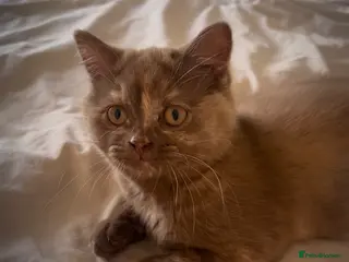 British Shorthair cats Cinnamon tortie British long hair female - Advert 6