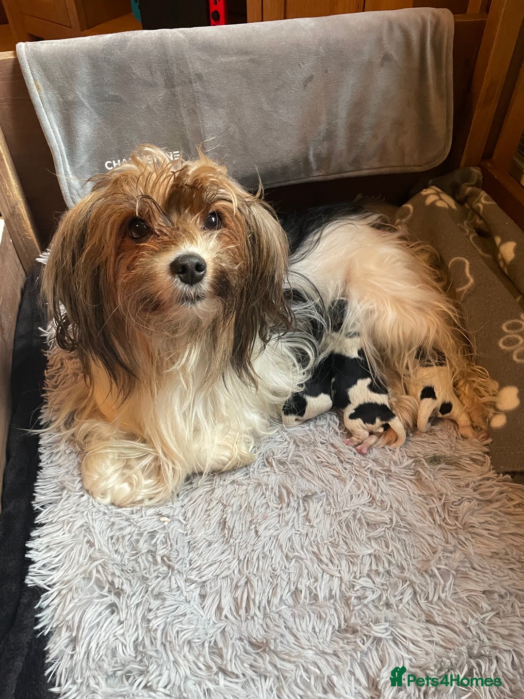 Biewer Terrier dogs for sale: Biewer Terrier Puppies - Advert 1