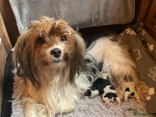 Biewer Terrier dogs Biewer Terrier Puppies - Advert 8