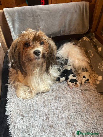 Biewer Terrier dogs Biewer Terrier Puppies - Advert 1