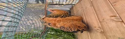 Chickens poultry for sale: Large Fowl Brahma Pairs Mixed Colours - Advert 14