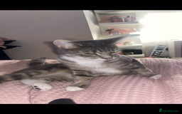 Mixed Breed cats for sale: Gorgeous Bengal tabby/Rusian blu cross mix Kittens - Image 8