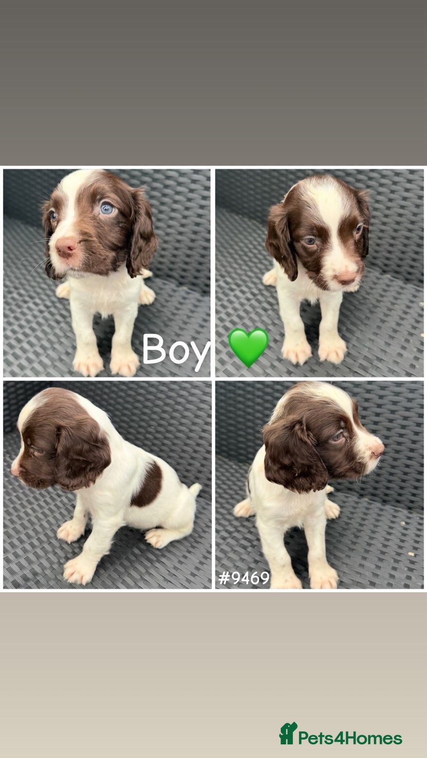 English Springer Spaniel dogs Springer spaniel puppies🩵❤️ - Advert 2