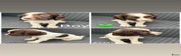 English Springer Spaniel dogs for sale: Springer spaniel puppies🩵❤️ - Advert 2