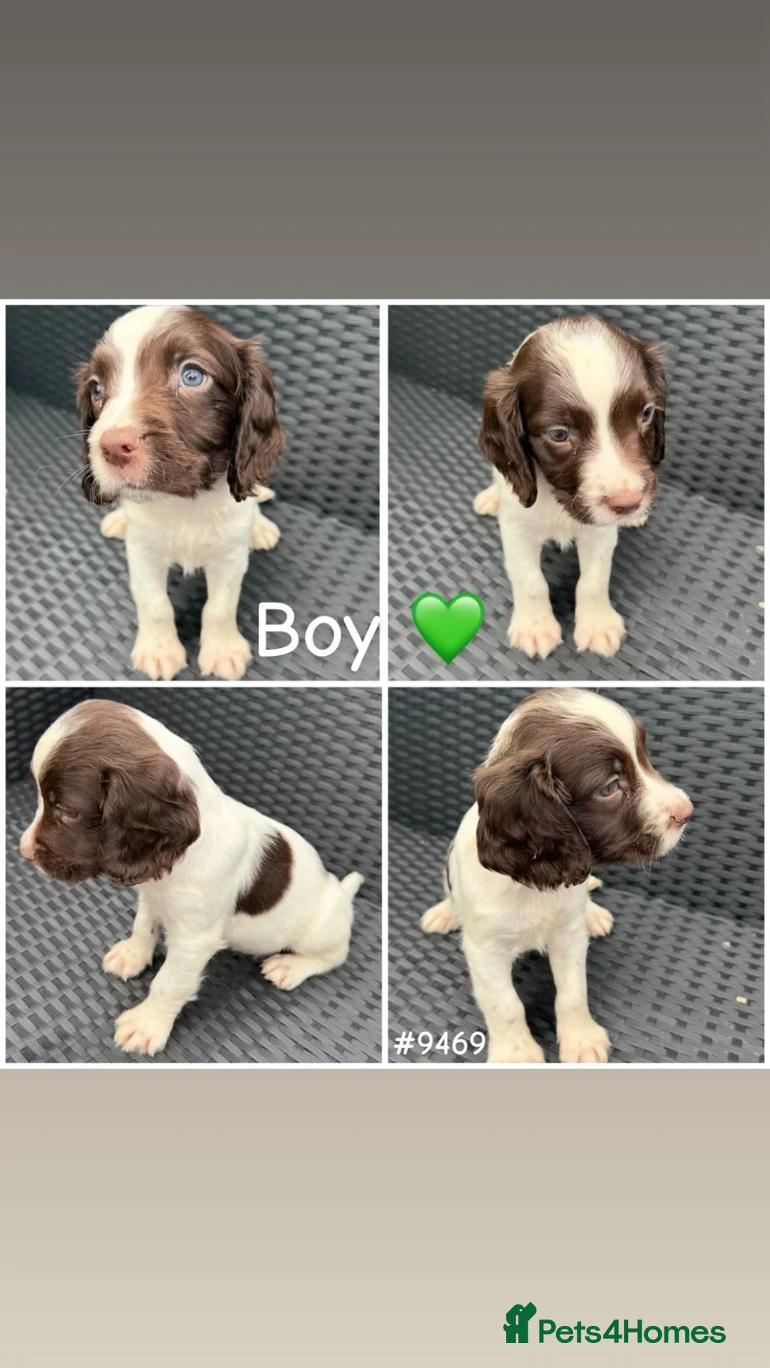 English Springer Spaniel dogs for sale: Springer spaniel puppies🩵❤️ - Advert 2