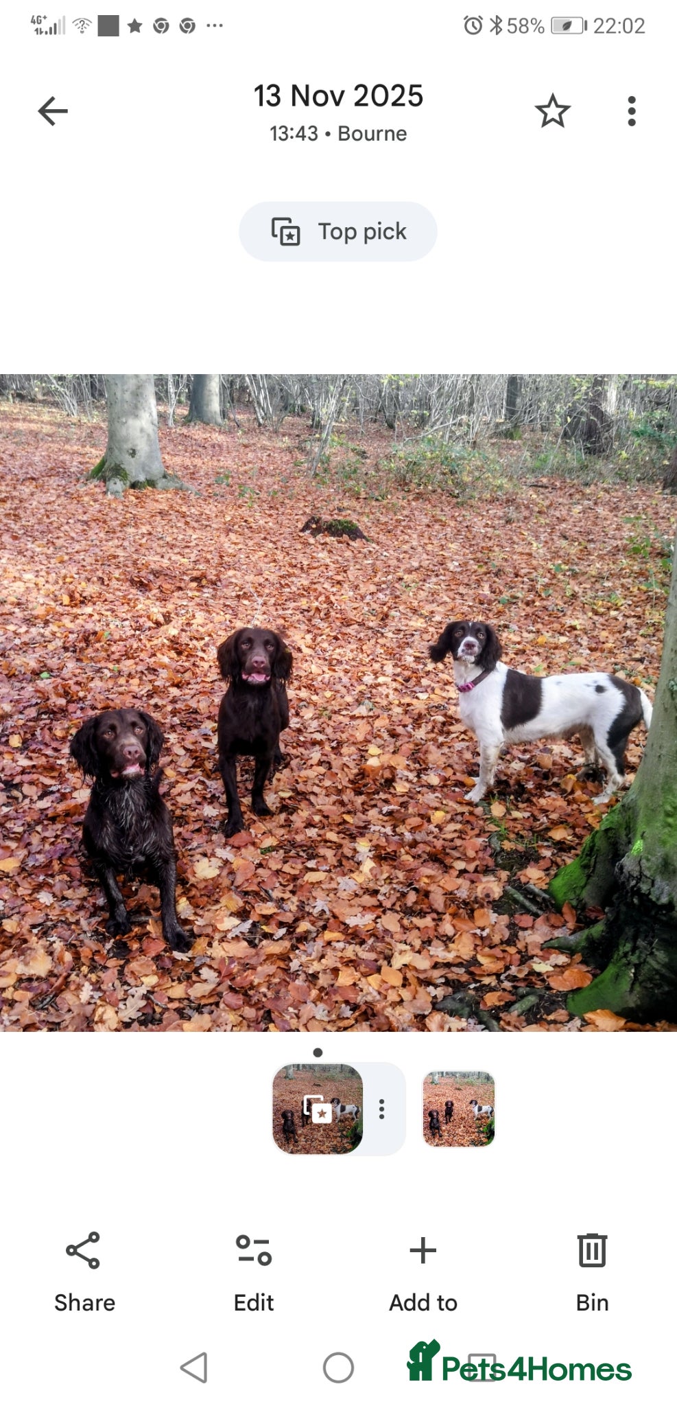 English Springer Spaniel dogs 8 x Healthy Springer Spaniel pups,ready 15/06/26 - Advert 2