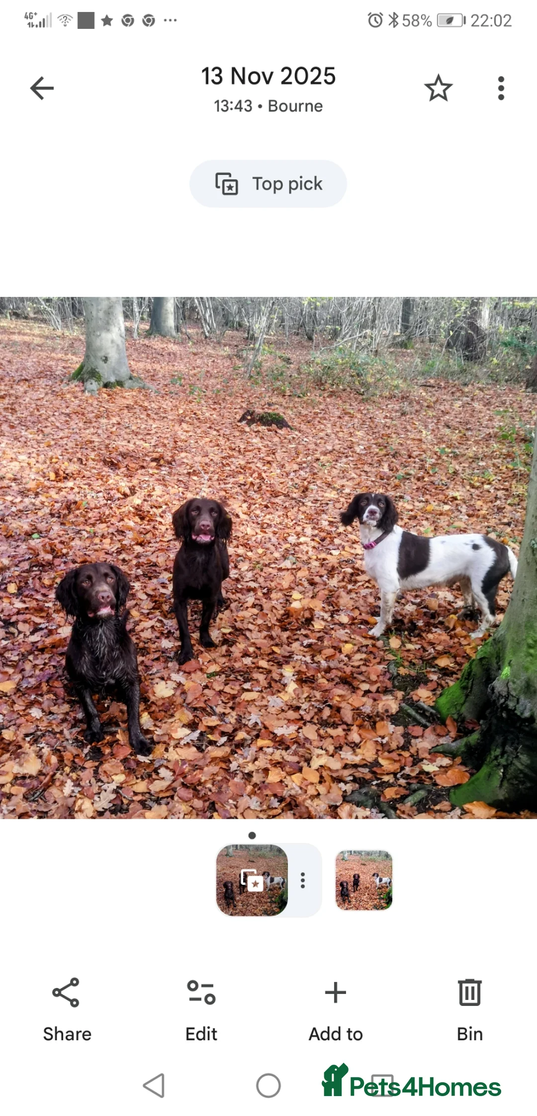 English Springer Spaniel dogs for sale: 8 x Healthy Springer Spaniel pups,ready 15/06/26 - Advert 2