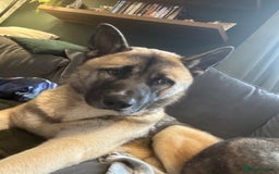 Huskita dogs for sale: Male Huskita almost 2  - Image 4