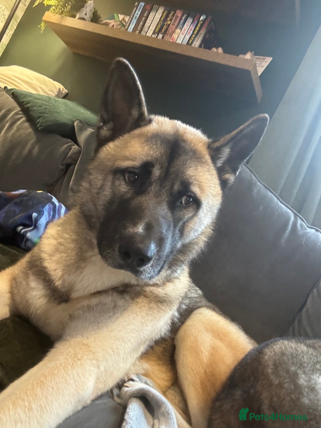 Huskita dogs for sale: Male Huskita almost 2  - Image 4