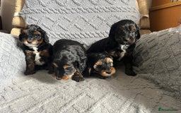 Mixed Breed dogs for sale: Poodle x Biewer terrier boys  - Image 3