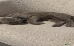 British Shorthair cats for sale: British shorthair  - Image 4