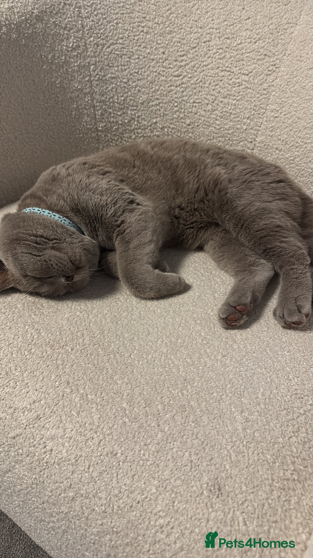 British Shorthair cats for sale: British shorthair  - Image 4