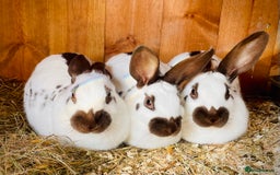English Spot rabbits for sale: English Spot Rabbits - Advert 14