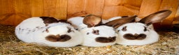 English Spot rabbits for sale: English Spot Rabbits - Advert 14