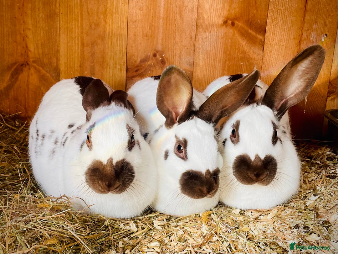 English Spot rabbits for sale: English Spot Rabbits - Advert 14