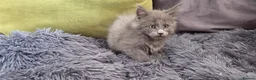Maine Coon cats for sale: Maine coon kitten  - Advert 29
