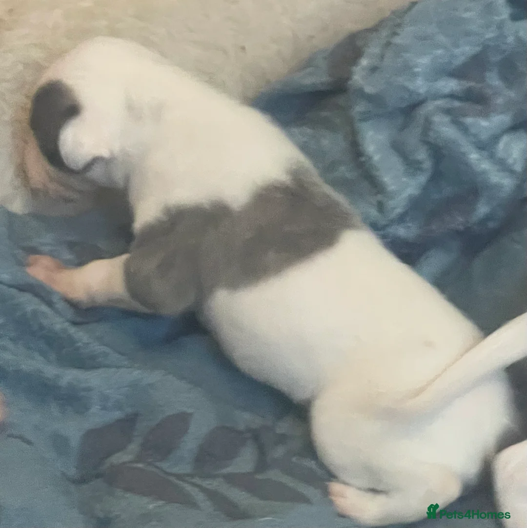 Whippet dogs for sale: Whippet puppies for sale - Advert 8