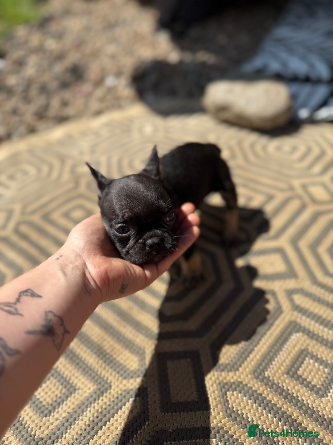 French Bulldog dogs for sale: Beautiful frenchie pups in Leeds - Image 5
