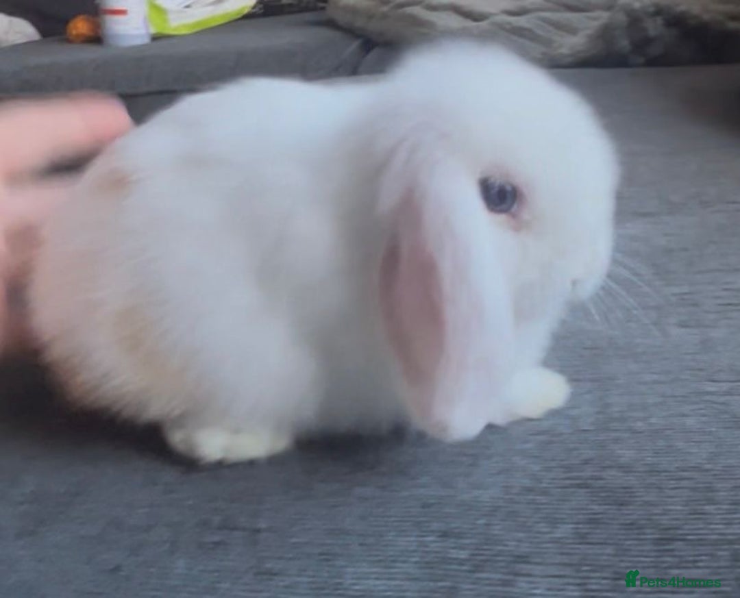 Mini Lop rabbits for sale: READY NOW Beautiful mini lop babies  - Advert 6