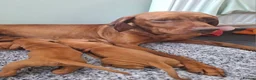 Hungarian Vizsla dogs for sale: Beautiful Hungarian Vizsla Puppies For Sale  in Aberystwyth - Advert 2