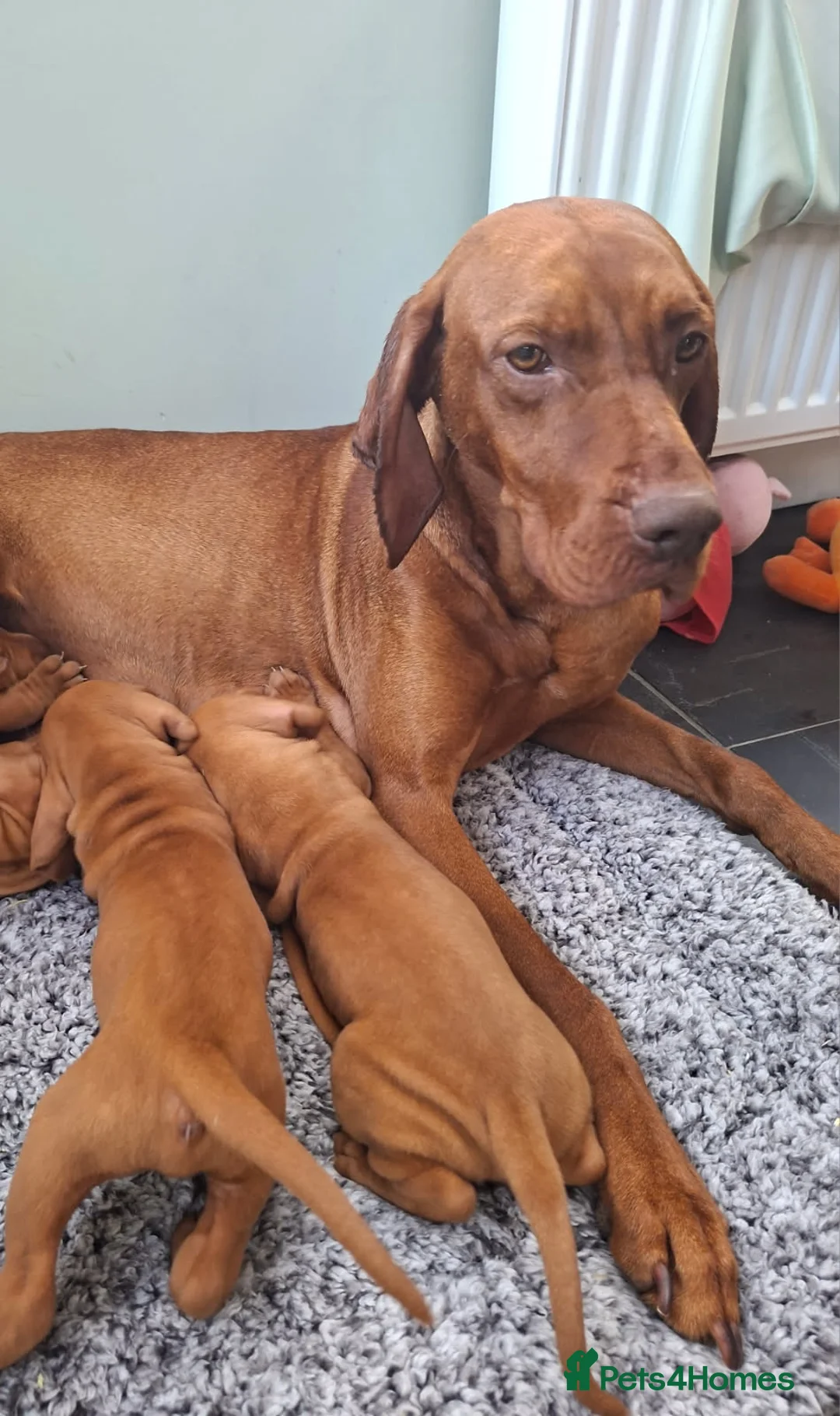 Hungarian Vizsla dogs for sale: Beautiful Hungarian Vizsla Puppies For Sale  in Aberystwyth - Advert 2