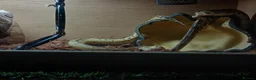 Python Snake reptiles for sale: Royal jackson python - Advert 6