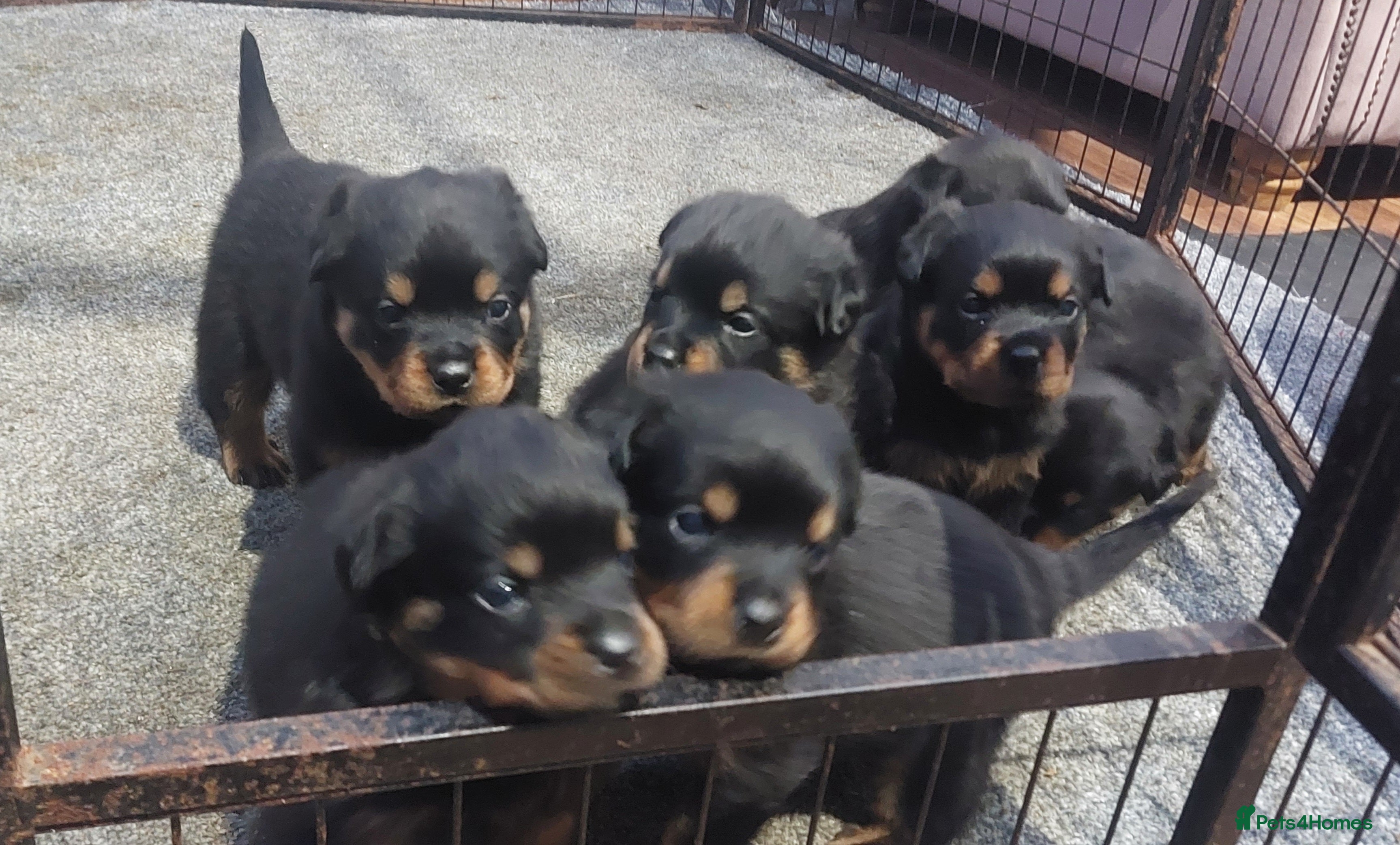 Rottweiler dogs KC Rottweiler pups (health tested parents) - Advert 1