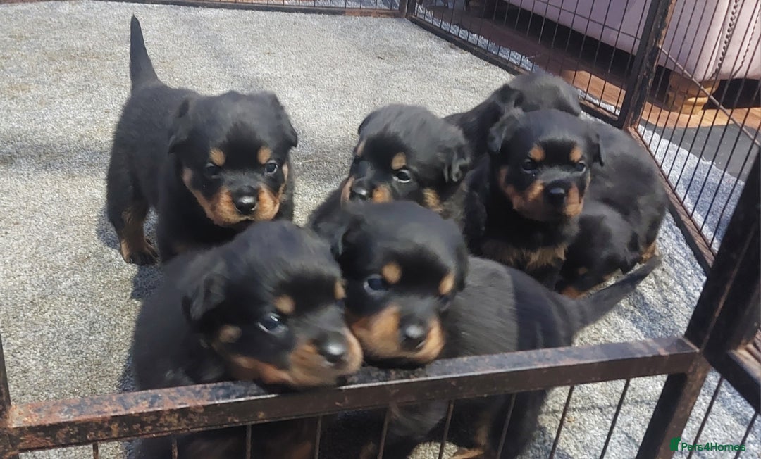 Rottweiler dogs for sale: KC Rottweiler pups (health tested parents) - Advert 6