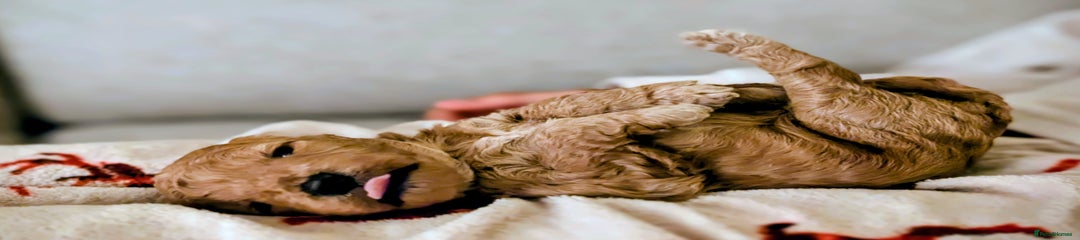 Cockapoo Puppy 6