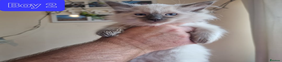 Ragdoll Kitten 3
