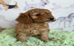 Cockapoo dogs for sale: F1 Cockapoo’s **fully health tested parents** - Image 6